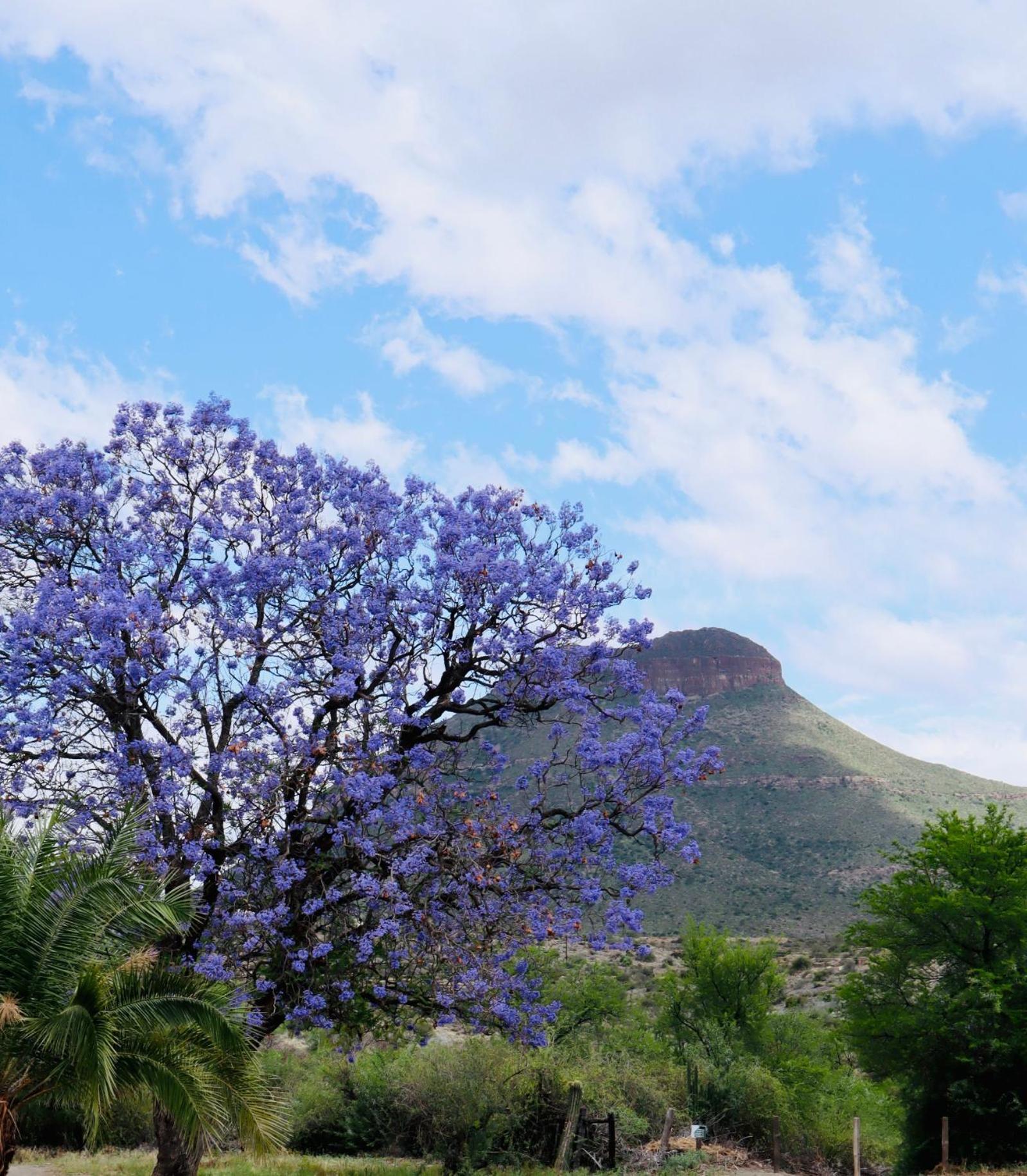 River Bend Guesthouses Graaff-Reinet Екстериор снимка